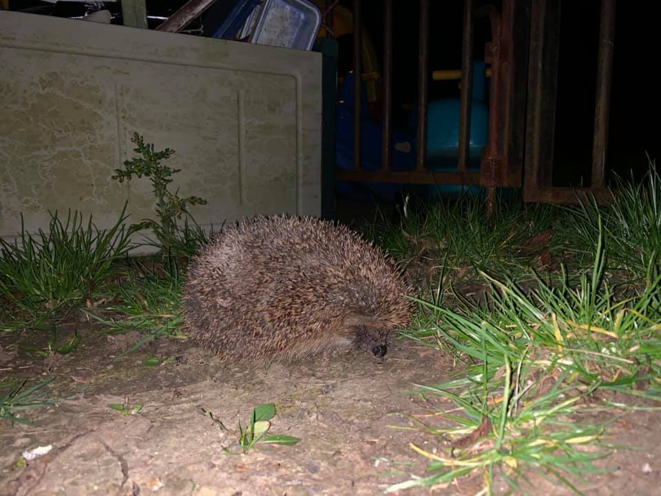A hedgehog in the grounds of Playtimes Playgroup, Spaldwick, lit by the new outside security lights