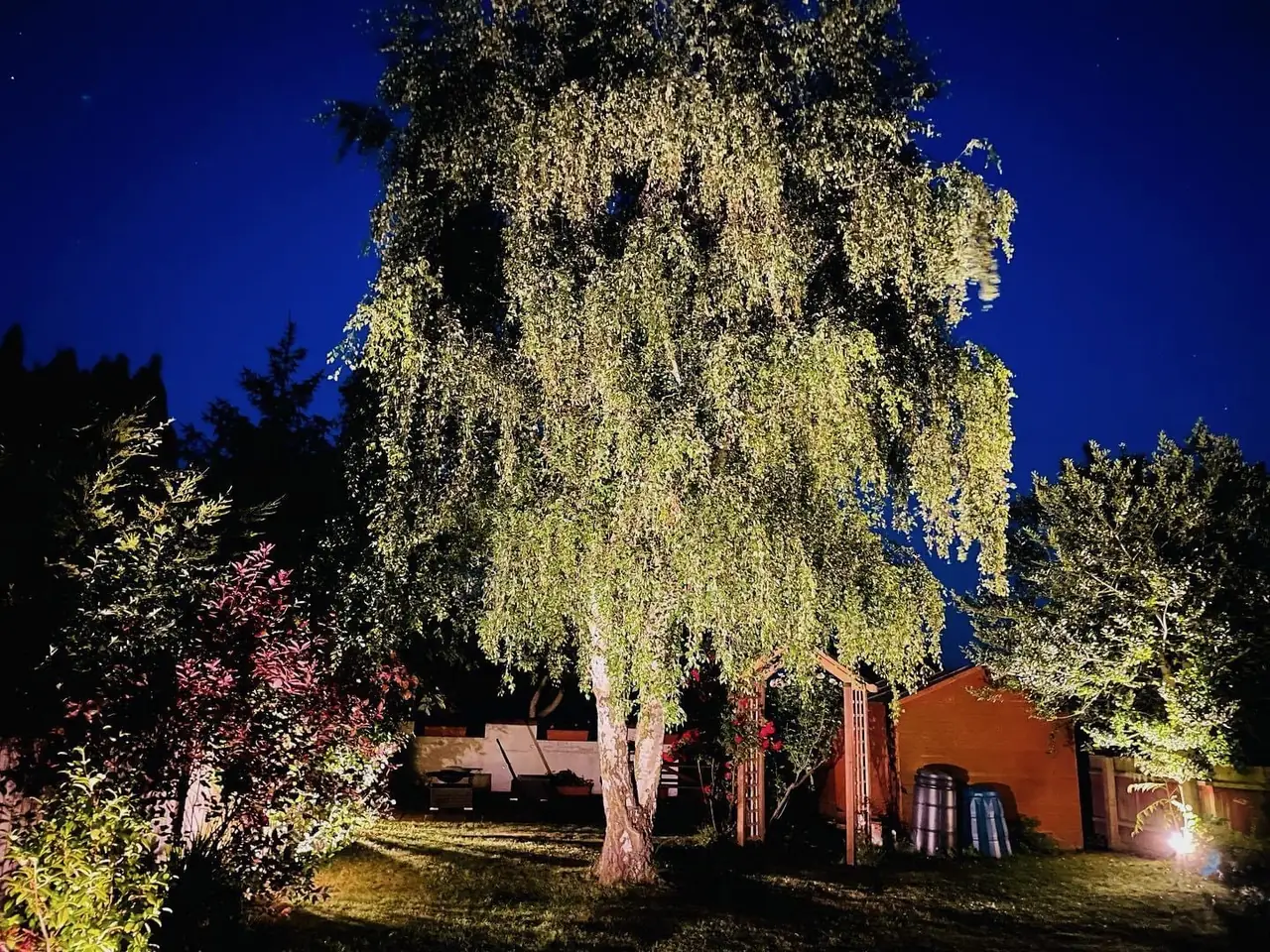 Garden tree uplighting at night, designed and installed by Selec Group